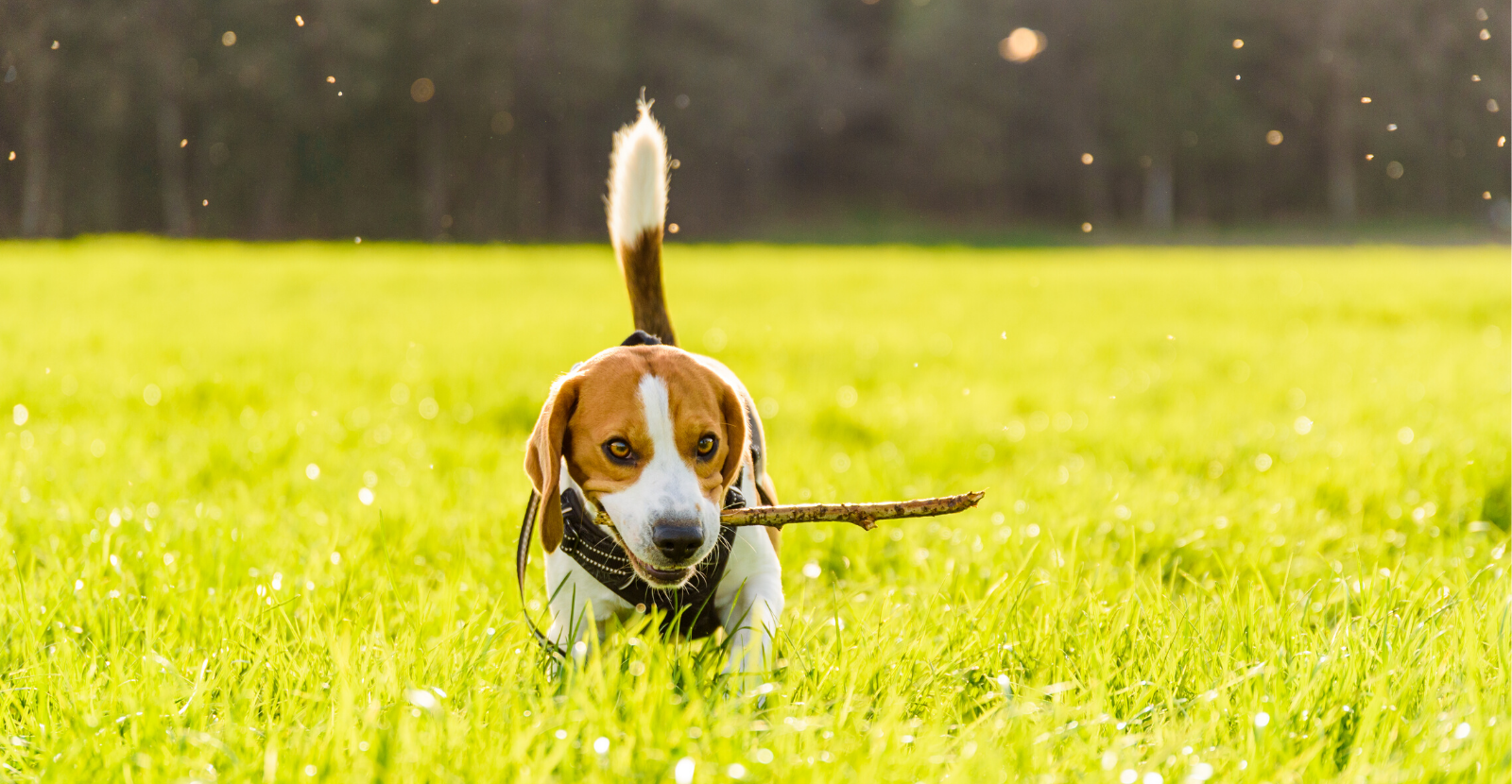 Hot Weather Pet Health Tips [Infographic]